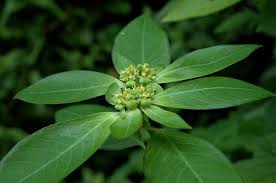 Image result for Euphorbia heterophylla