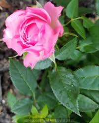 The root system of miniature roses is about 1 ft (0.30 m), so make sure you have space to adequately plant the bush. Indoor Mini Rose Care House Plant Hobbyist