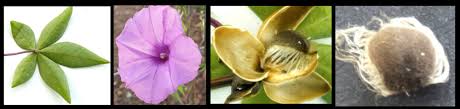 Image result for Ipomoea tenuipes