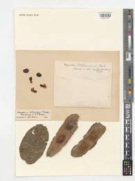 Image result for Xeroderris stuhlmannii