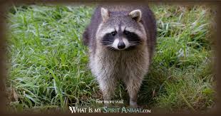 Maybe you would like to learn more about one of these? Raccoon Symbolism Meaning Raccoon Spirit Totem Power Animal