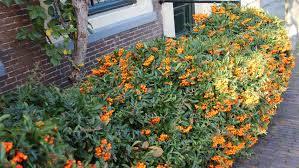 Image result for Pyracantha coccinea red column