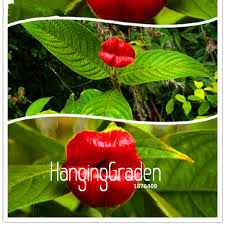 Image result for Psychotria hypsophila