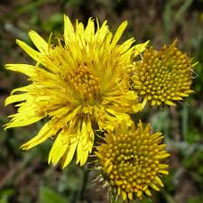 Image result for Berkheya setifera