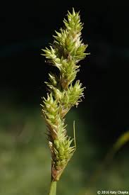 Image result for Carex conferta