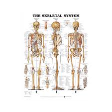 the skeletal system anatomical chart