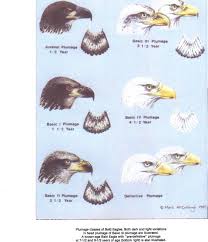Here Is A Chart To Identify Eagle Ages From The Wilson