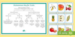 Free fresh fruits delivery for purchase above rm120 to area under coverage. Dichotomous Key For Fruits Matching Game Teacher Made