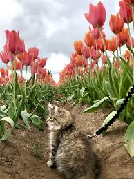 When the cat is brought to the appointment, the vet will perform. Bastian Schweintiger Modern Cat S Photo Contest Cats Crazy Cats Adventure Cat