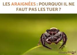 Ne Pas Tuer Les Araignees De Maison C Est Possible Les Araignees Sont Nos Amies Les Araignees Pourquoi Il Ne F En 2020 Araignee Araignee Noire Science Du Cerveau