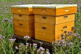However, you should order your bees as soon as the bee suppliers start taking orders in order to make sure you get the. How Much Does It Cost To Start Beekeeping