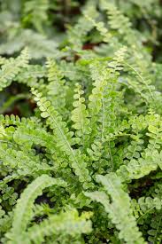 Image result for Nephrolepis