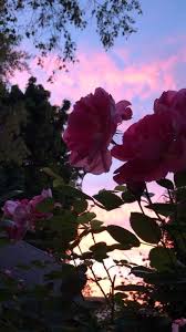 Sunsets Roses Roses Sunsets In 2020 Aesthetic Roses Nature Photography Sky Aesthetic