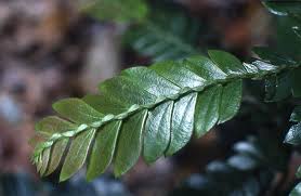 Image result for Anisophylleaceae