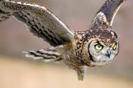 Birds Of The Southwest Usa Augmented Reality In De Klas Hoe Zo Owl Elf Owl Nocturnal Birds