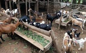 Nelathalli Goat Farming Goat Farming Goats Farm