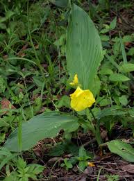 Image result for Siphonochilus kirkii - yellow-flowered form