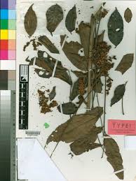 Image result for Antrocaryon nannanii