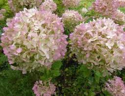 Check spelling or type a new query. Summer Flowering Shrubs
