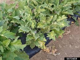 Image result for Alfalfa mosaic virus