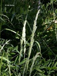 Image result for Agrostis quinqueseta
