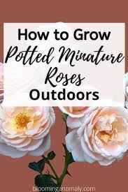 How To Grow Potted Miniature Roses Outdoors Planting Roses Rose Care Rose Fertilizer