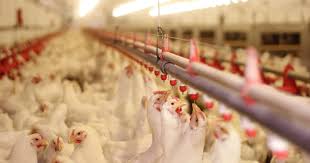 Contract Broiler Production Questions And Answers The Poultry Site