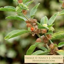 Image result for Withania somnifera