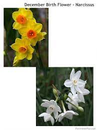 Narcissus The Birth Flower For December Birth Flower Tattoos Birth Month Flowers Birth Flowers