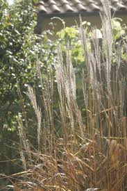 Ziergraser Im Kubel Halten Vorgarten Ideen Balkon Pflanzen Pflanzen