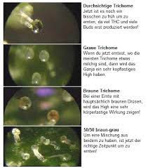 So können von einer reifen hanfblüte die calyx (blütenkelche) und darauf befindende trichomen (harzdrüssen) aussehen. Marihuana Ernten Wie Ein Profi Eine Anleitung Cannabisanbauen Net