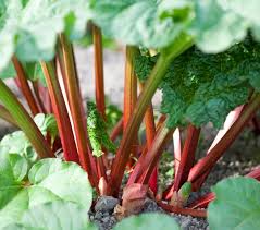 Entretien des fleurs en juillet. Rhubarbe Plantation Culture Et Recolte De La Rhubarbe