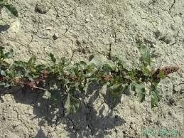 Image result for Amaranthus blitum