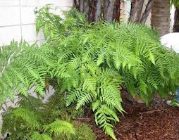 Image result for Microlepia