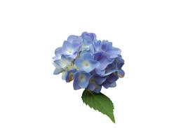 Mystery, attaining the impossible, love at first. Flower Blue Hydrangea Isolated Free Photo On Pixabay