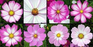 Picotee Or Candy Stripe Variations In Cosmos Botanyboy Org Cosmos Cosmos Flowers Flowers