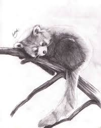 Red Panda Pencil Drawing Google Search Panda Drawing Panda Art Red Panda