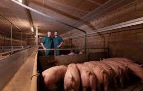 Jun 12, 2021 · wake om 4600 dode varkens door stalbrand, gemoederen boeren en activisten lopen flink op. Varkenshouder Van Aert Glimmende Roze Biggen Zo Hoort Het Te Zijn Nieuwe Oogst