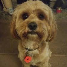 Profile for Teddy Bruce