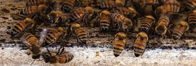We are capital pest control , pest control firms in bangalore. Honey Bee Colony Removal From Structures College Of Agriculture Forestry And Life Sciences Clemson University South Carolina