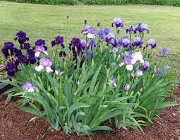 Bearded Iris Bonanza Finegardening Iris Garden Bearded Iris Plants
