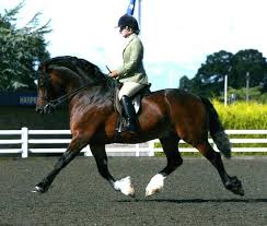 Proudly Promoting The Section D Welsh Cob In The Sport Horse World Breeding Training Marketing Scouting Sale Horses Welsh Pony Horse Breeds