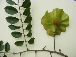Image result for Pterocarpus
