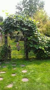 40 Inspiring Grape Vine Ideas To Beautify Your Garden Trendehouse Garden Vines Grape Vines Grape Vine Trellis