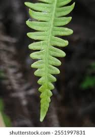 Image result for Gleicheniaceae