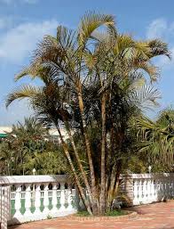 Image result for Dypsis
