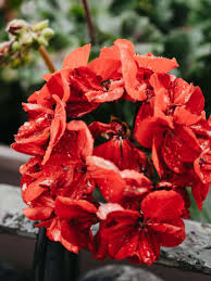 Image result for foto muškáty