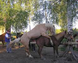 Reproduction du cheval — Wikipédia
