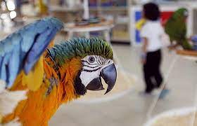 You can find a petsmart coupon code for a free night at the hotel if it's your pet's first time! Petsmart Suspends Sales Of Birds In 14 O C Stores Orange County Register