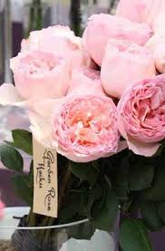 It has a beautiful, sweet and fruity fragrance. Rose Princesse Charlene De Monaco